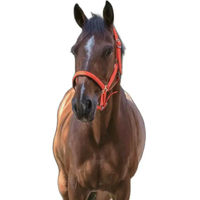 Produktbild von Norton Fluo Halfter für Ponys aus Neopren in Orange