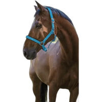 Produktbild von Norton Fluo Neon-Halfter für Pferde Pony Blau gefüttert mit Neopren