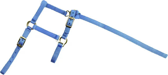 Produktbild von Norton Fohlenhalfter und Longiergurt aus Nylon in Blau