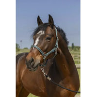 Produktbild von Norton Grooming Pony Halfter aus Kunststoff in Grün und Silber