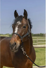 Norton Grooming Pony Halfter aus Kunststoff in Schwarz – Bild 1 von 1
