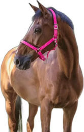 Norton Halfter Fluo aus Neopren in Rosa für Vollblut/VB – Bild 1 von 7