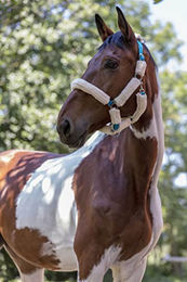 Produktbild von Norton Halfter für Warmblut mit synthetischem Schaffell in Elektroblau und Ecru