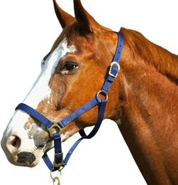 Produktbild von Norton Halfter mit Schnallenverschlüssen für Ponys in Blau