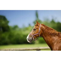 Produktbild von Norton Halfter und Stricke aus Nylon in Schwarz und Gelb