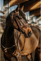 Produktbild von Norton Hunter Comfy Trense für Warmblut in Braun