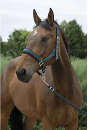 Produktbild von Norton Longe Reiten Equithème Spring Longierbedarf für Vollblut in Grün