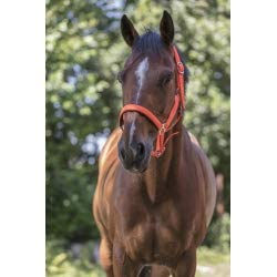 Produktbild von Norton Neon-Halfter für Pferde rosa gefüttert mit Neopren