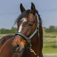 Produktbild von Norton Pferdehalfter 4 Linien aus Kunststoff für Ponys