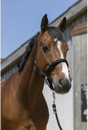 Produktbild von Norton Pferdehalfter aus Kunststoff in Schwarz satiniert