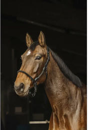 Produktbild von Norton Pferdehalfter aus Leder und Seil in Schwarz für Vollblut