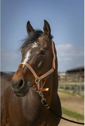 Produktbild von Norton Pferdehalfter aus weichem Nylon in Orange