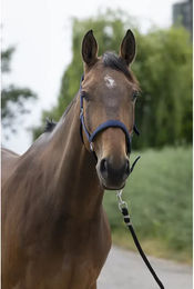 Produktbild von Norton Pferdehalfter für Ponys aus Kunststoff in Blau