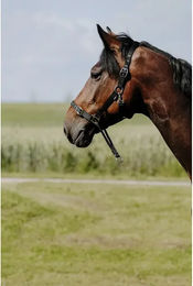 Produktbild von Norton Pony Halfter aus Nylon in Schwarz