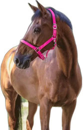 Norton Pony Halfter Fluo aus Neopren in Rosa – Bild 1 von 3