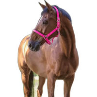 Produktbild von Norton Pony Halfter Fluo aus Neopren in Rosa