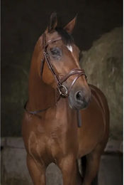 Produktbild von Norton Pro Gurtzügel für Ponys