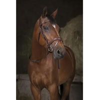 Produktbild von Norton Pro Gurtzügel für Ponys