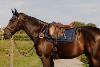 Produktbild von Norton Pro Jagdhalsband für Pferde aus Leder in Blau