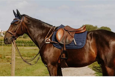 Norton Pro Jagdhalsband für Pferde aus Leder in Schwarz – Bild 1 von 1