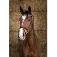 Produktbild von Norton Pro Miss Zaumzeug aus Leder für Warmblut in Braun