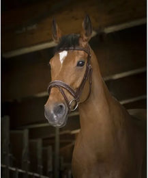 Produktbild von Norton Pro Rock Zaumzeug aus Leder für Vollblut in Braun