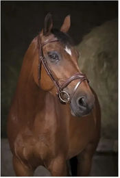 Norton Pro Vague Zaumzeug aus Leder für Vollblut in Braun – Bild 1 von 2