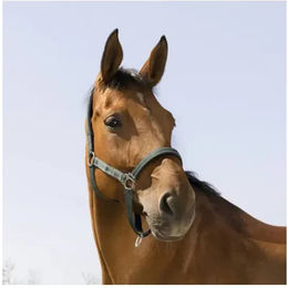 Produktbild von Norton Reflective Halfter für Ponys aus Polypropylen in Grün