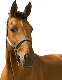 Produktbild von Norton Reflective Pony Halfter aus Neopren in Grau