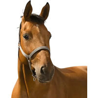 Produktbild von Norton Reflective Pony Halfter aus Neopren in Grau