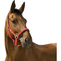 Produktbild von Norton Reflective Pony Halfter aus Neopren in Rot