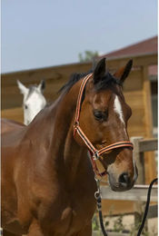 Produktbild von Norton Shetty Pferdehalfter aus Kunststoff in Orange