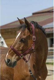 Produktbild von Norton Shetty Pferdehalfter aus Kunststoff in Rot oder Bunt