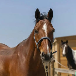 Produktbild von Norton Zari Pferdehalfter aus Kunststoff für Ponys