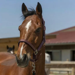 Produktbild von Norton Zari Pferdehalfter für Ponys aus Kunststoff in Rot