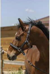 Produktbild von Norton Zari Pferdehalfter für Ponys aus Kunststoff in Schwarz mit Silber und Gold