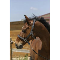 Produktbild von Norton Zari Pferdehalfter für Ponys aus Kunststoff in Schwarz mit Silber und Gold
