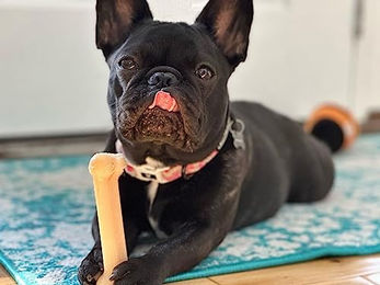 Nylabone Kauspielzeug aus Nylon mit Huhn für kleine Hunde – Bild 1 von 7