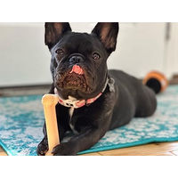 Produktbild von Nylabone Kauspielzeug aus Nylon mit Huhn für kleine Hunde