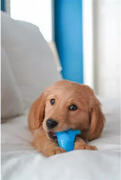 Nylabone Kauspielzeug Dino für Welpen mit Zahnpflege und Hühnergeschmack Größe S Blau – Bild 1 von 3