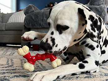 Nylabone Kauspielzeug für erwachsene Hunde aus Nylon in Größe M - 1 Stk. – Bild 1 von 7