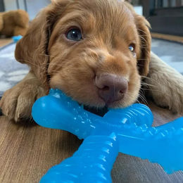 Produktbild von Nylabone Kauspielzeug Puppy Teething X Bone Kauknochen für Welpen mit Rindegeschmack XS Blau