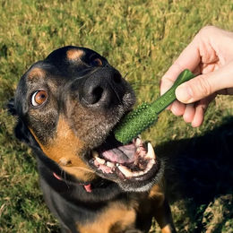 Nylabone Nutri Dent Zahnpflege-Snack Huhn für kleine Hunde getreidefrei 20er Pack – Bild 1 von 5