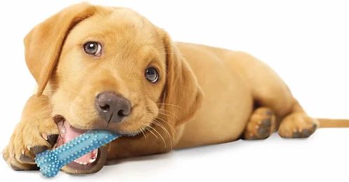 Nylabone Puppy Teething Dental Chew Kauspielzeug für Welpen mit Hähnchengeschmack XS Blau - 1 Stk. – Bild 1 von 2