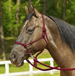 Nylon Knotenhalfter mit Ringen in Bordeaux für Warmblut und Kaltblut – Bild 1 von 1