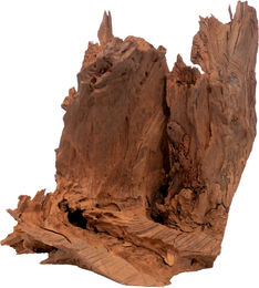 Olibetta Mangrove - 1 Stk – Bild 1 von 3