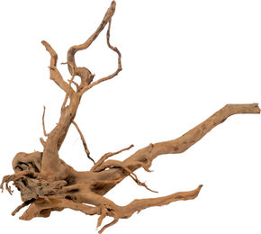 Produktbild von Olibetta Rote Moorwurzel - M