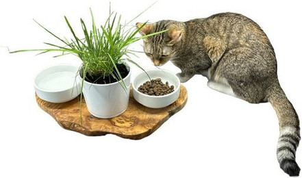 Produktbild von Olivenholz Futterstation RUSTY mit 2 Porzellannäpfen und Katzengras-Topf - 0,4 l
