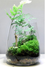 Produktbild von ONF Moss Micro Landscape Set