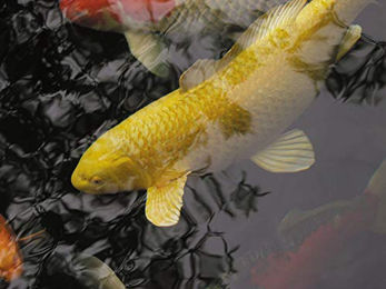 Produktbild von Oase AquaActiv AntiParasit Medikament für Fische 500 ml - 500 ml